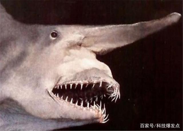 鯊魚的嘴里長出“齒輪”，逮捕獵物極為鋒利，科學家研究上百年！
